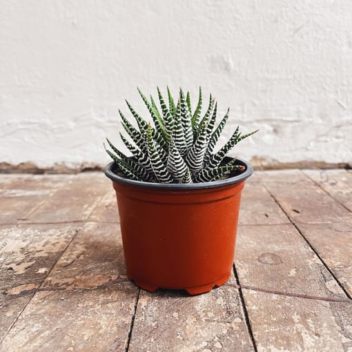 Haworthia Attenuata